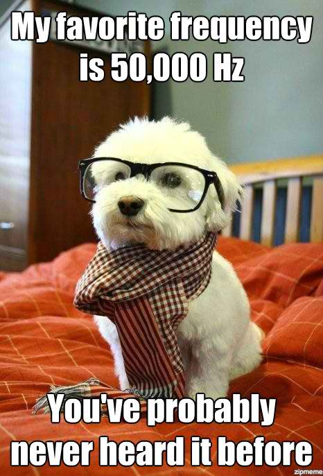 hipster-dog-favorite-frequency.jpg